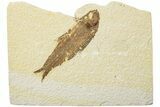Fossil Fish (Knightia) - Green River Formation #234220-1
